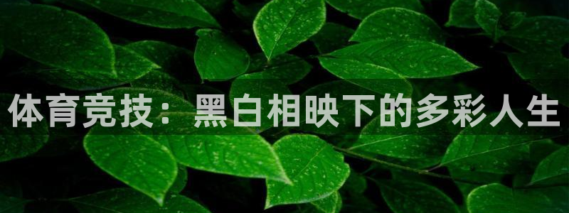3377体育官方正版app集团E.ON：体育竞技：黑