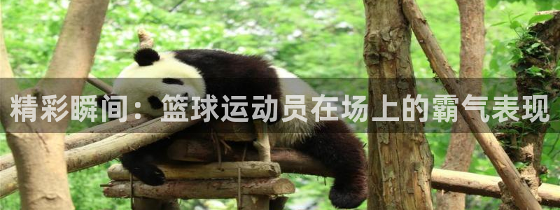 3377体育官方正版app集团简介：精彩瞬间：篮球运